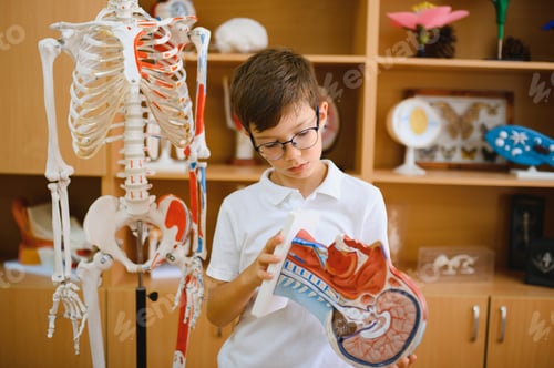 Preview: A schoolboy studies models of human organs in biology class.