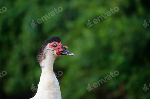 Preview: Close up of muscovy duck head,bokeh, tree background