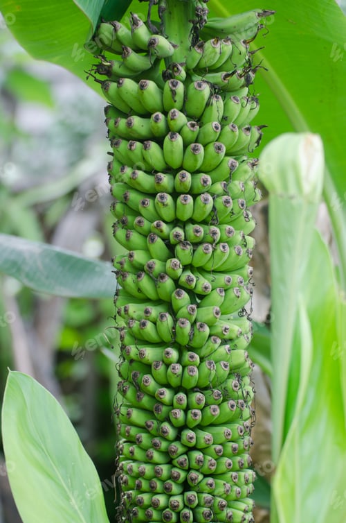 Preview: Bunch of banana