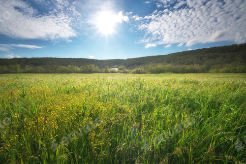 Preview: Sunny Green Meadow with Yellow Wildflowers and Bright Sun in Blue Sky Landscape