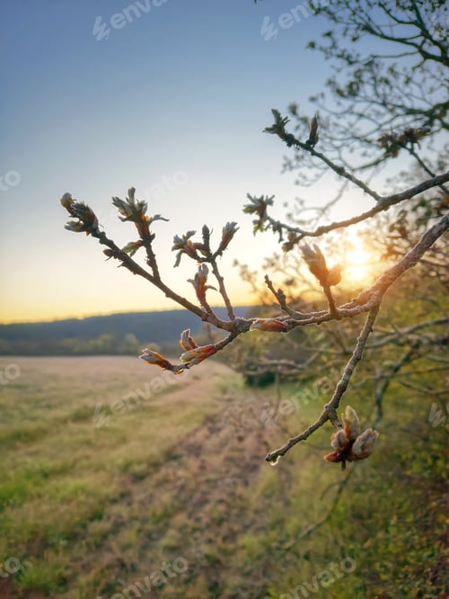Preview: Golden Hour in Wildflower Meadow: Purple and Blooms tree branche