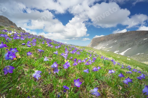 Preview: Alpine Meadow with Purple Bellflowers, Mountain Landscape