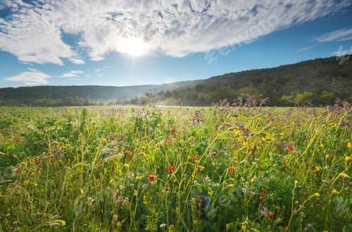 Preview: Sunlit Wildflower Meadow: Lush Greenery and Rolling Hill