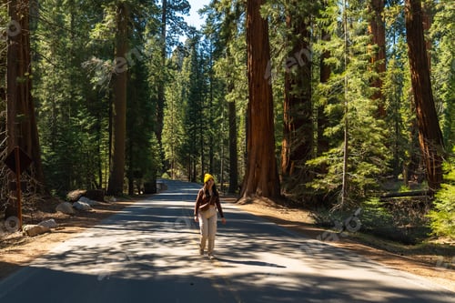 Preview: Woman exploring scenic road in sequoia national park