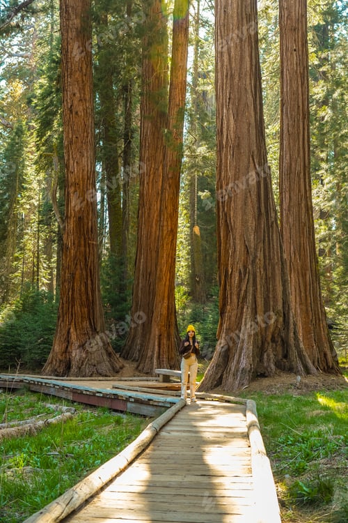 Preview: Solo female tourist exploring ancient giant sequoia forest