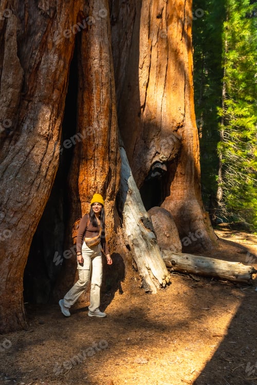 Preview: Woman exploring a giant sequoia tree in national park
