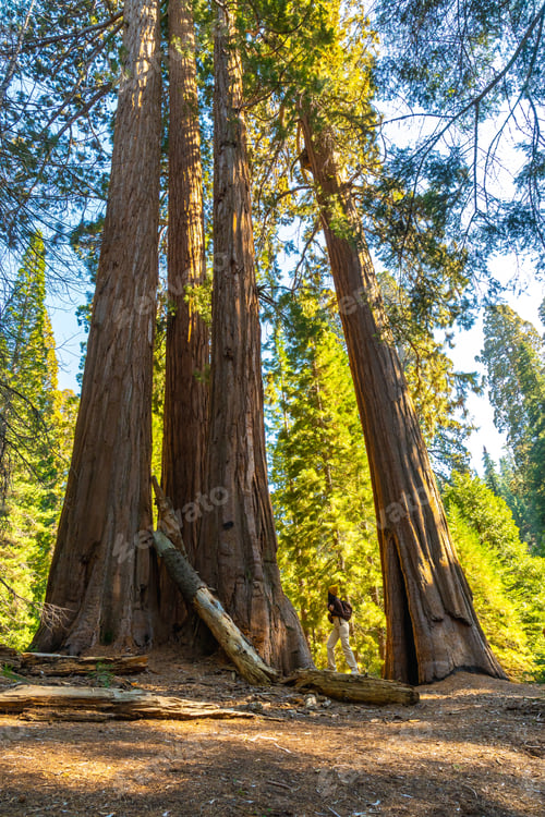 Preview: Person exploring towering giant sequoia trees in national park
