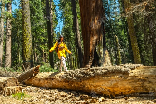 Preview: Woman hiking fallen giant sequoia tree in forest california