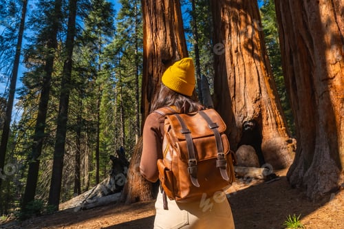 Preview: Woman hiking in sequoia national park among giant trees