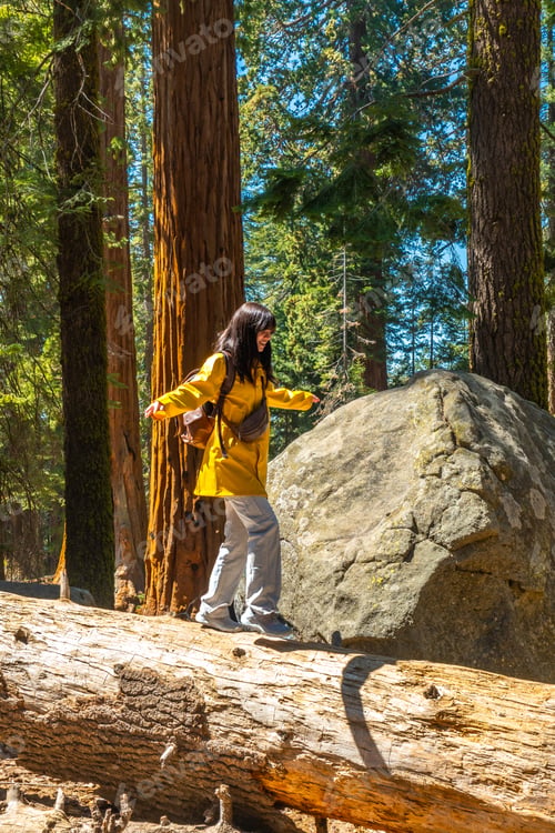 Preview: Woman balancing on fallen log in giant sequoia forest