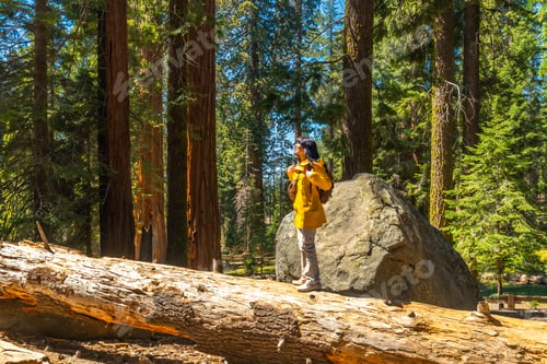 Preview: Woman hiking in sequoia national park forest among giant trees