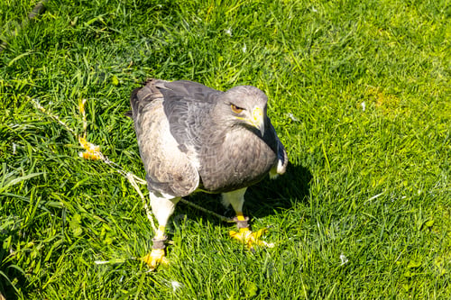 Preview: Black chested buzzard eagle standing on green grass