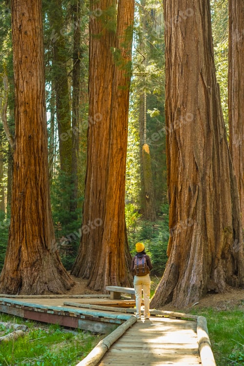 Preview: Hiker exploring giant sequoia trees on boardwalk path