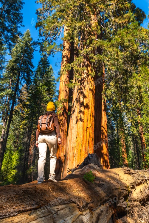 Preview: Woman tourist sightseeing giant sequoia trees in california forest