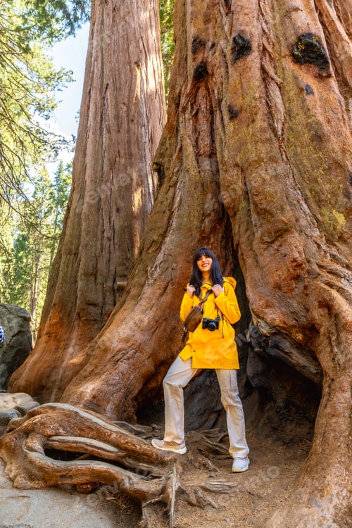 Preview: Woman experiencing giant redwood forest in california park