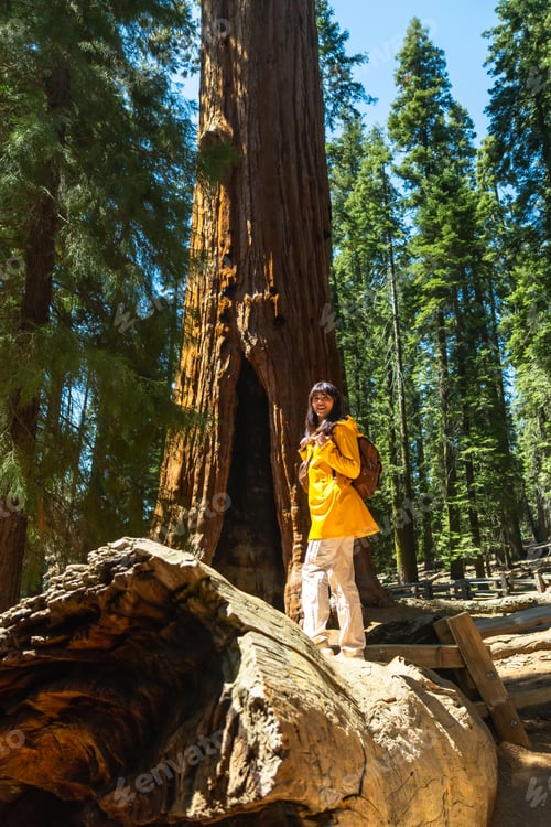 Preview: Woman hiking in sequoia national park observing giant sequoia tree trunk