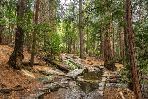 Preview: Yosemite mist trail hiking path through giant sequoia forest