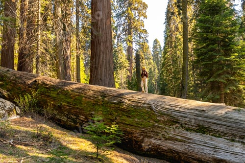 Preview: Woman exploring sequoia national park giant sequoia forest