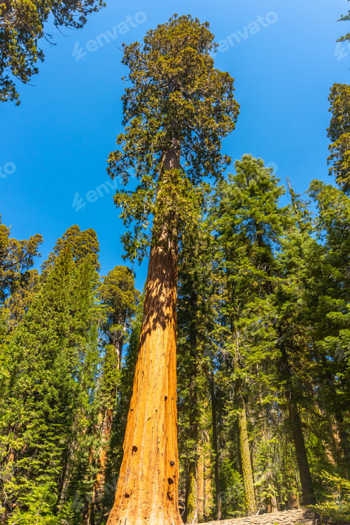 Preview: Giant sequoia tree trunk soaring to clear sky in national park