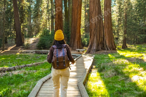 Preview: Woman hiking in sequoia national park forest among giant trees