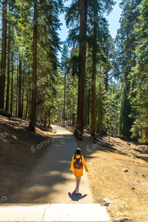 Preview: Traveler exploring sequoia national park among giant sequoia trees