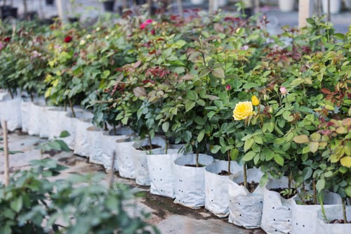 Preview: Rose seedlings in grow bags for sale, plant nursery propagation and commercial gardening concept