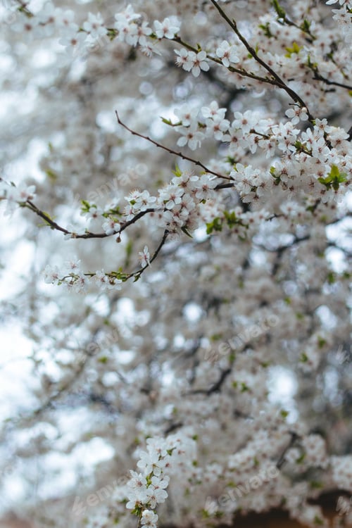 Preview: Snow covers spring flowers in a garden during an unusual weather event in a quiet neighborhood
