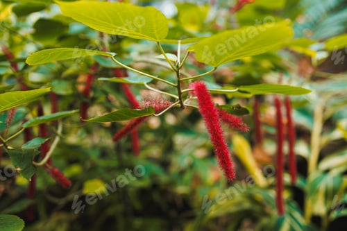Preview: Bright red plant with long fuzzy flowers hanging from green leaves in a garden during daylight in an