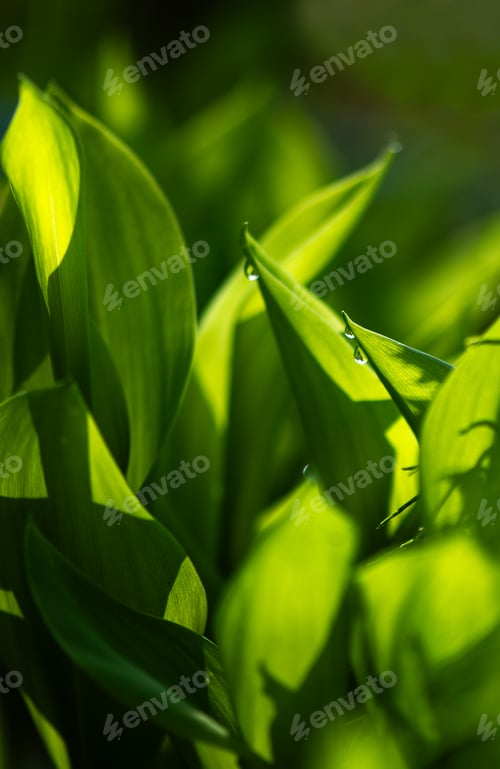 Preview: Fresh Lily Of The Valley Leaves With Morning Dew