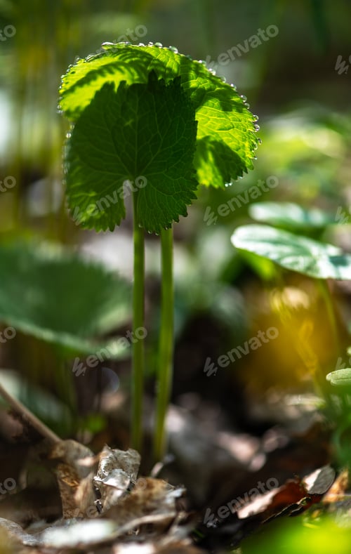 Preview: Dew Covered Wild Leaf In Early Morning Forest