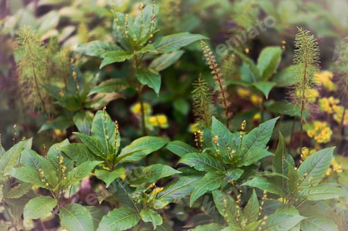 Preview: Forest Horsetail And Woodland Plants In Spring
