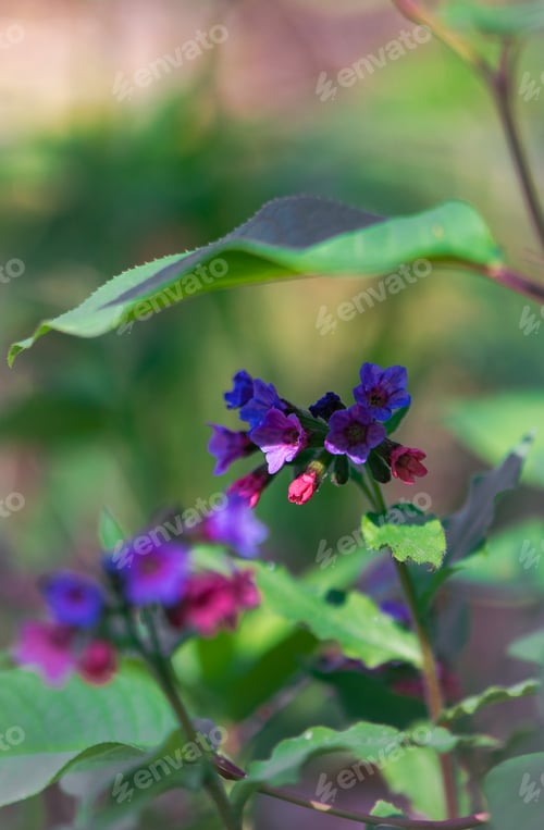 Preview: Colorful Lungwort Blossoms In Soft Spring Forest Light