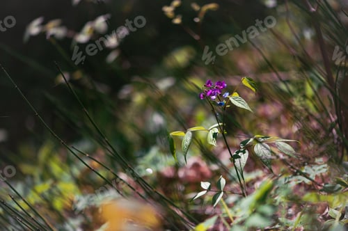 Preview: Purple Wild Vetch Flower In Soft Forest Light