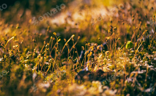 Preview: Golden Moss Forest Floor In Warm Spring Light