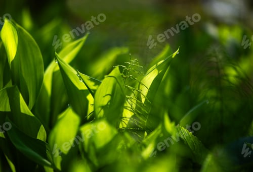 Preview: Fresh Lily Of The Valley Leaves In Spring Sunlight