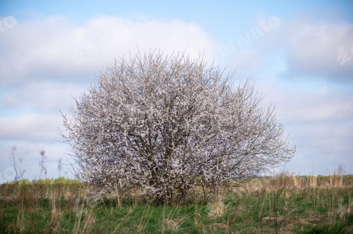 Preview: Blooming Blackthorn Bush In Rural Spring Landscape