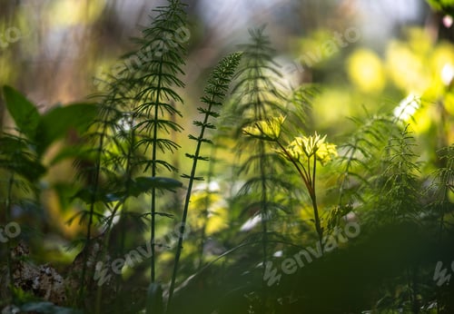 Preview: pring Horsetail Plants Growing In Forest Sunlight