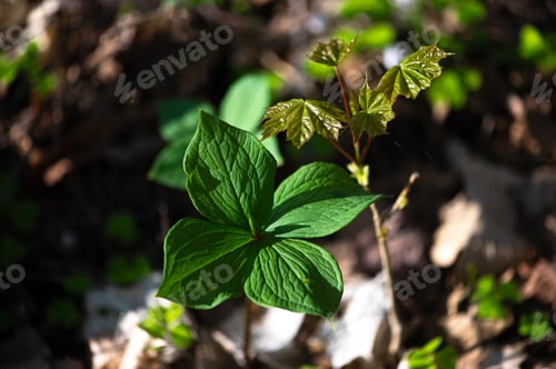 Preview: Paris Quadrifolia Leaf With Young Maple Sprout