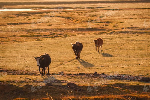 Preview: Cows walking in golden grassland during evening in outdoor farmland