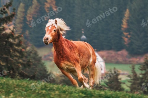Preview: Brown horse running fast on green grass with autumn alpine forest and blurred church background