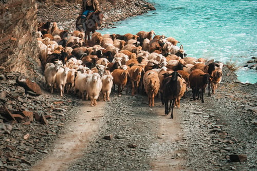 Preview: Herd of sheep and goat walking along riverbank by shepherd in rocky valley