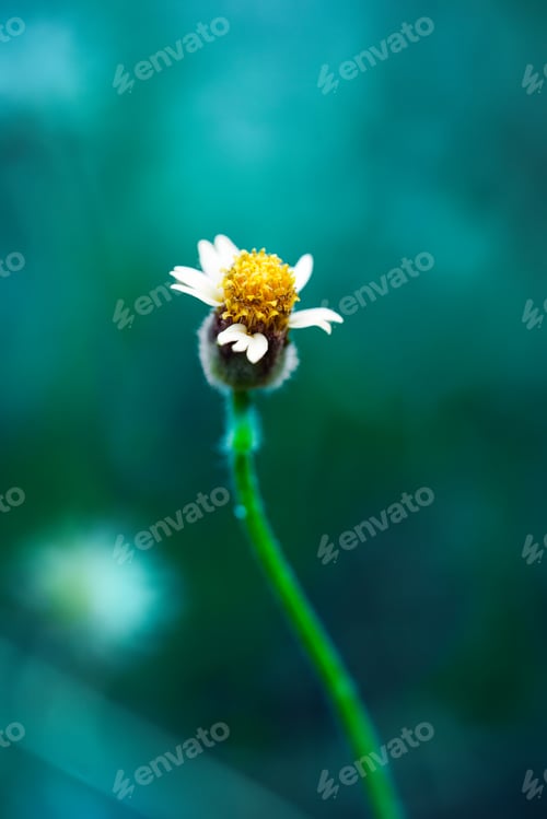 Preview: Single small wild Coatbuttons flower blooming on teal blurred background