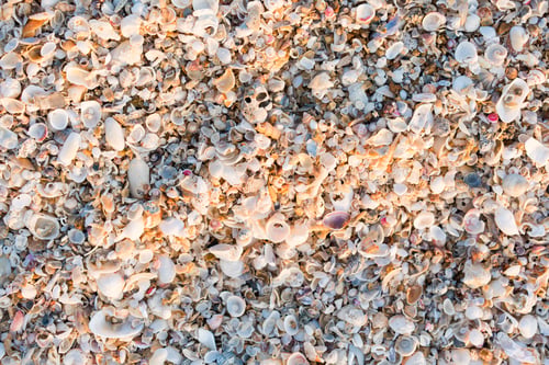 Preview: Natural marine seashell fragments texture background covering beach surface