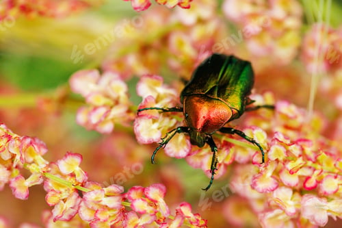Preview: Close-up of jewel beetle on soft pink flower cluster