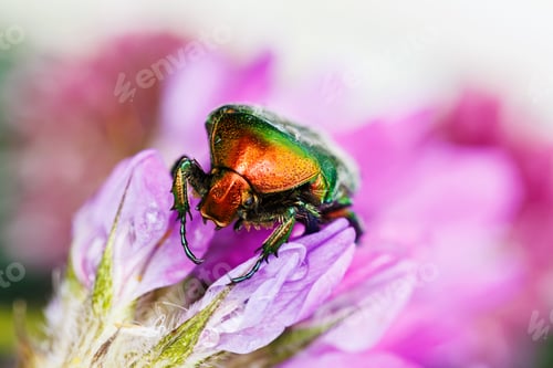 Preview: Macro view of exotic jewel beetle on purple flower in soft light