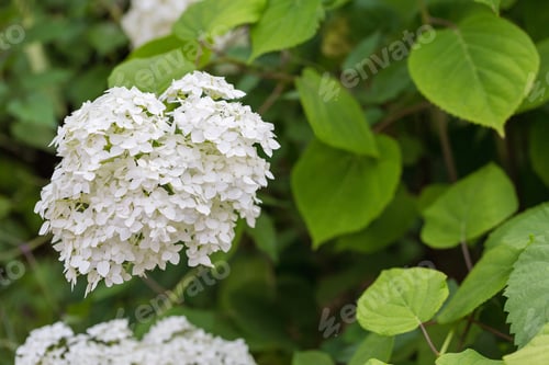 Preview: White Hydrangea Cluster with Green Leaves