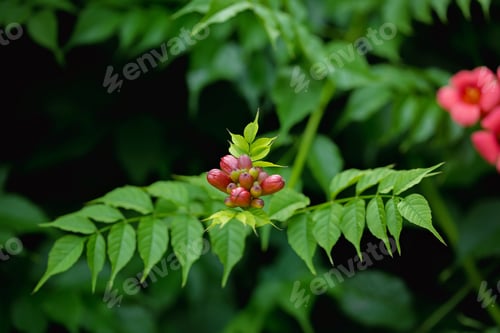 Preview: Young Red Trumpet Creeper Buds Close Up