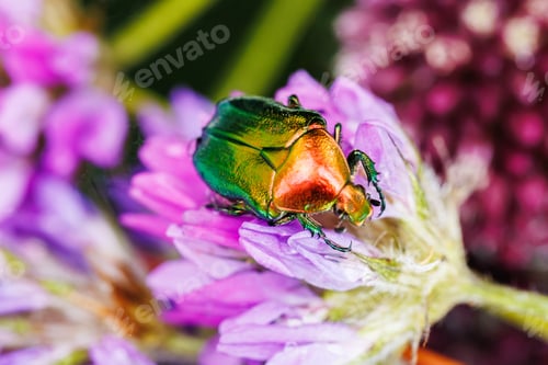 Preview: Iridescent scarab beetle crawling on purple flower close-up