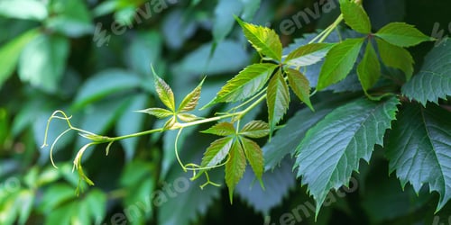 Preview: Wild Vine Plant with Young Tendrils Close Up