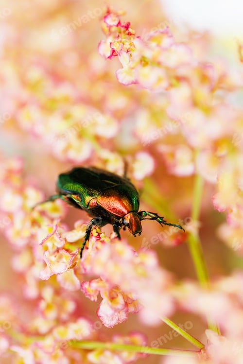 Preview: Scarab beetle crawling on vibrant flower blossoms